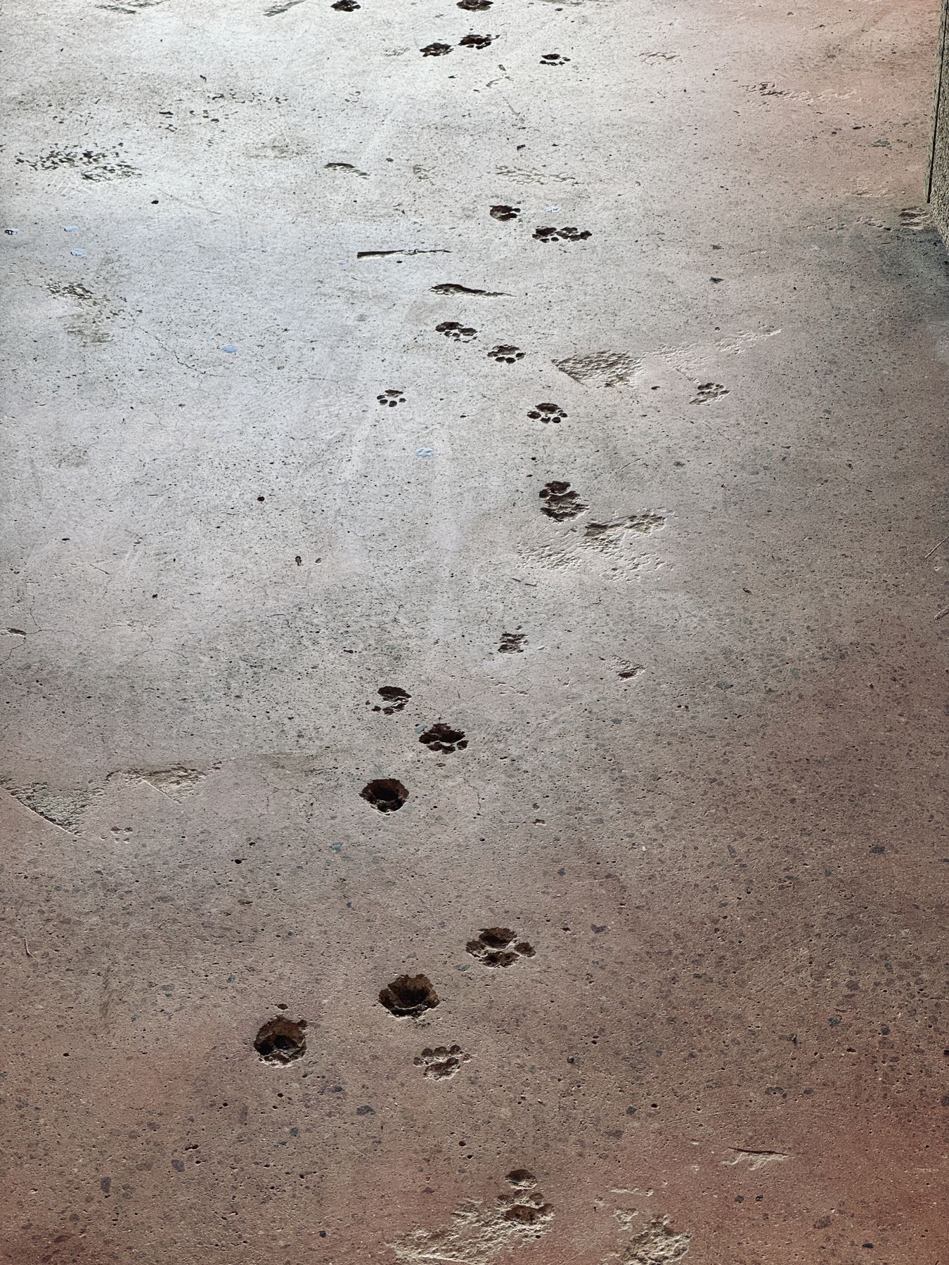 Camel Step - Hail, photo 33
